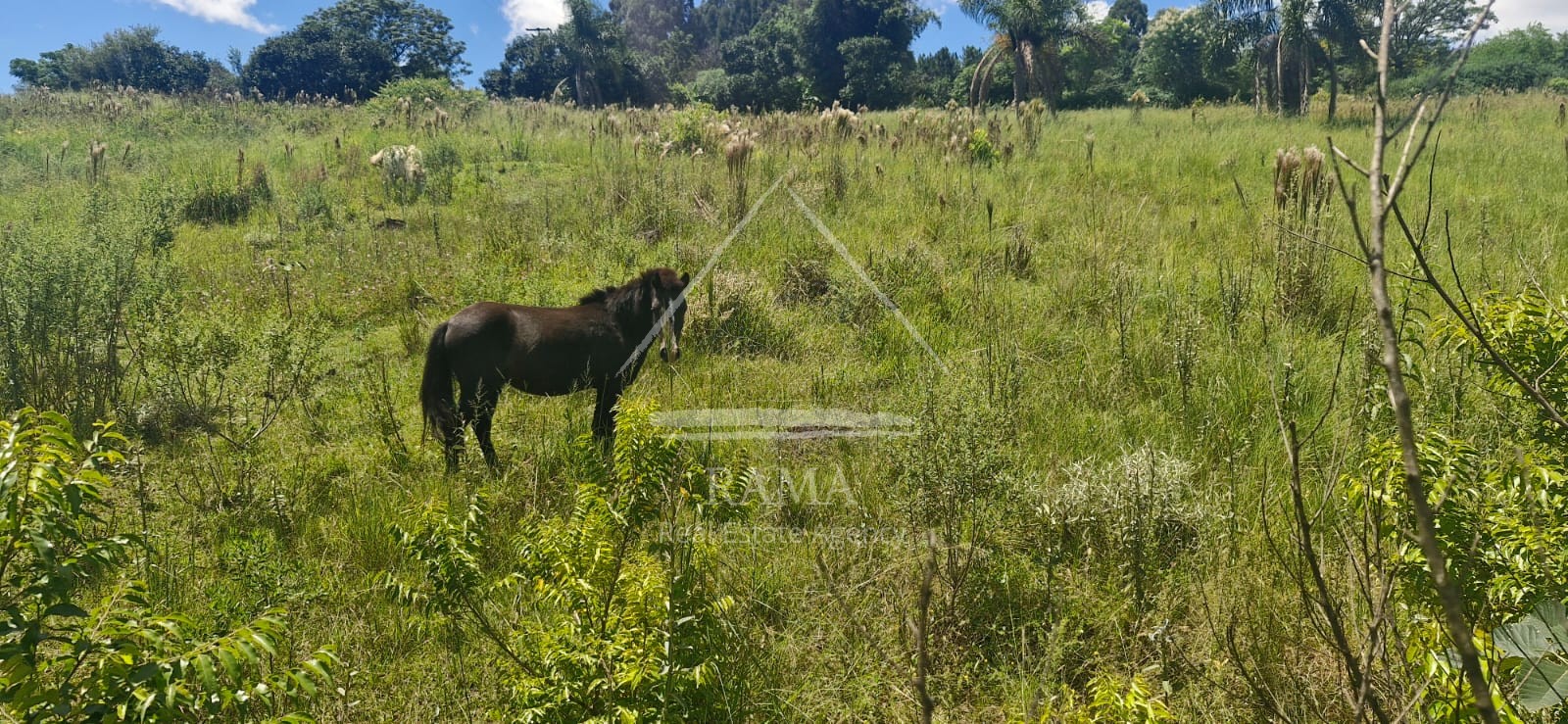 Sítio / Chácara para Venda no bairro Av dos Pioneiros em Carambeí
